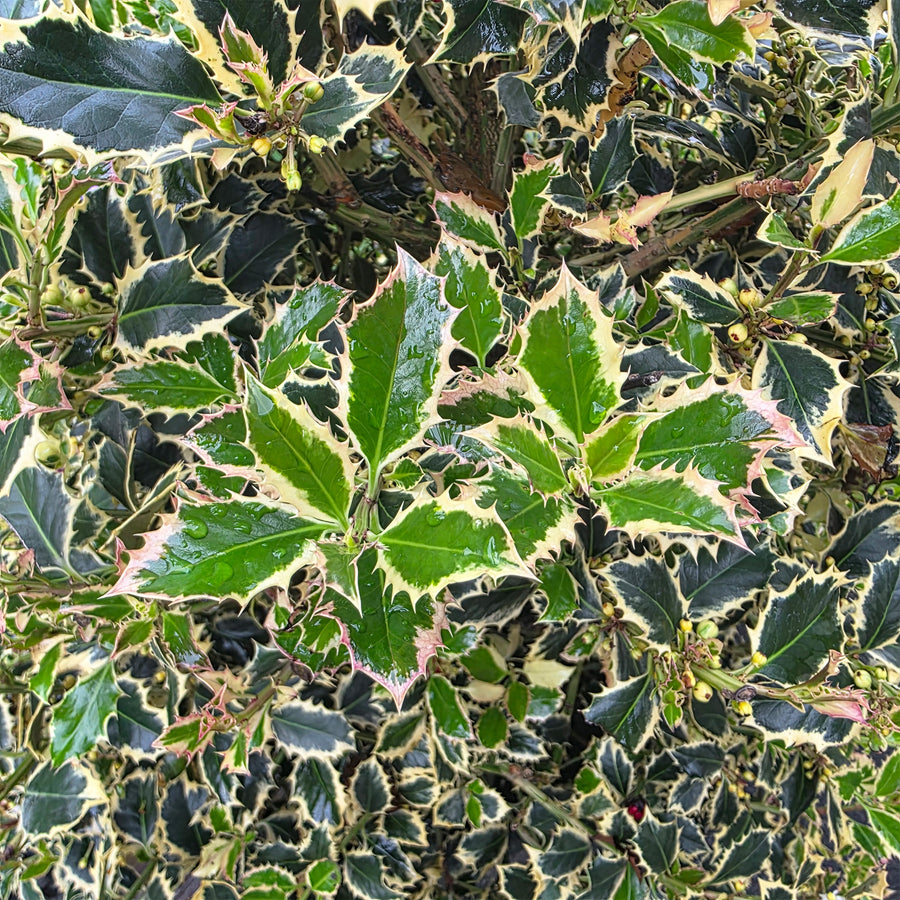 Argentea Marginata Variegated English Holly