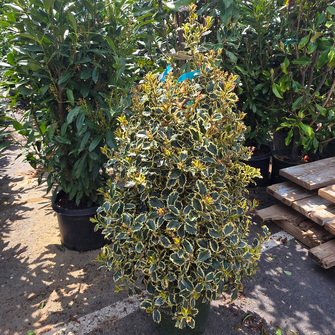 Argentea Marginata Variegated English Holly