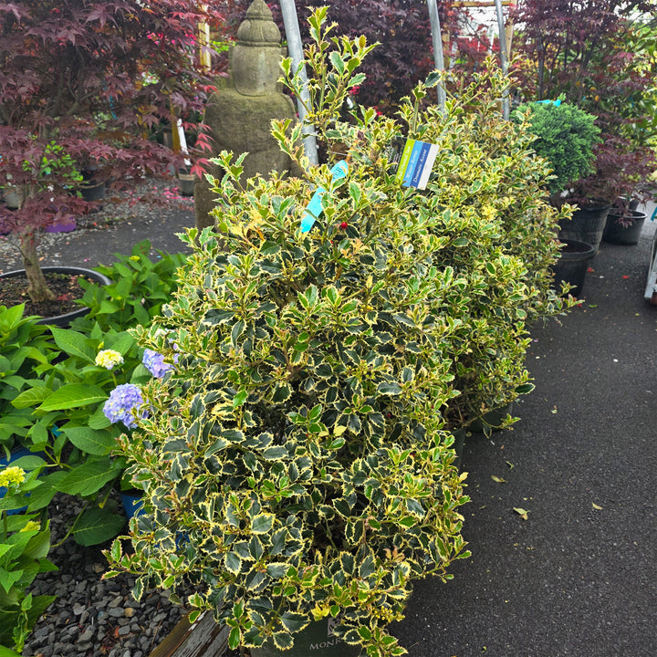 Argentea Marginata Variegated English Holly