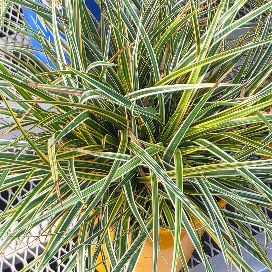 Everglow Japanese Sedge