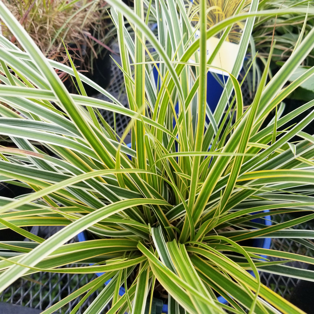 Everglow Japanese Sedge