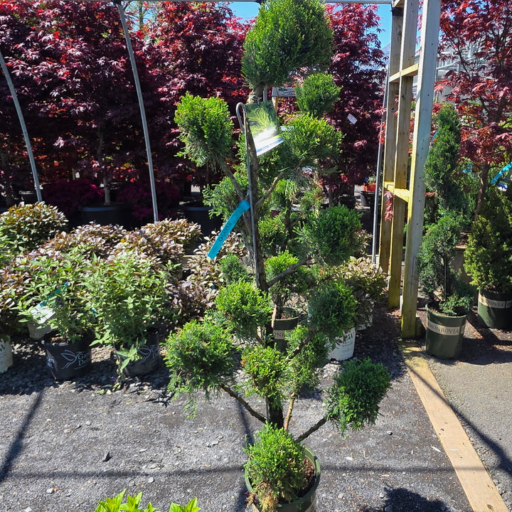 Mint Julep® Juniper - Pom Pom