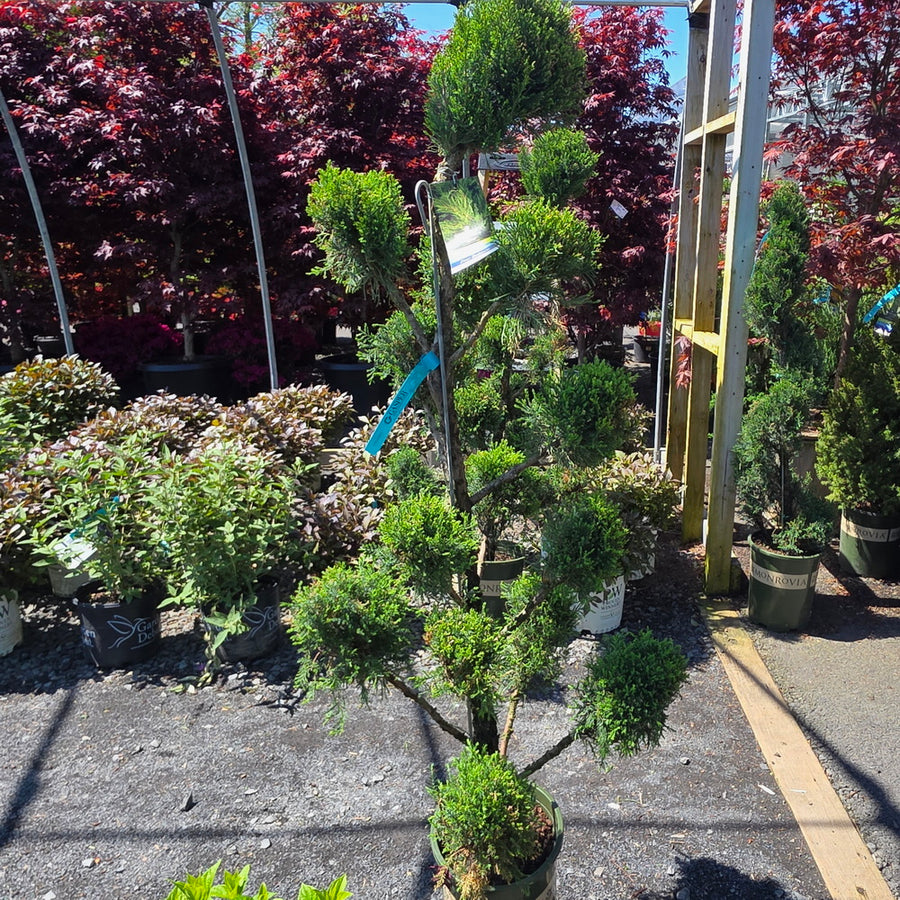 Mint Julep® Juniper - Pom Pom