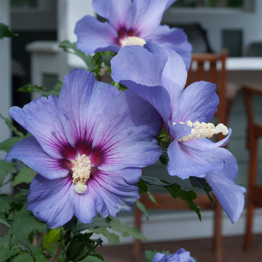 Azurri Blue Satin® Rose of Sharon - Tree Form