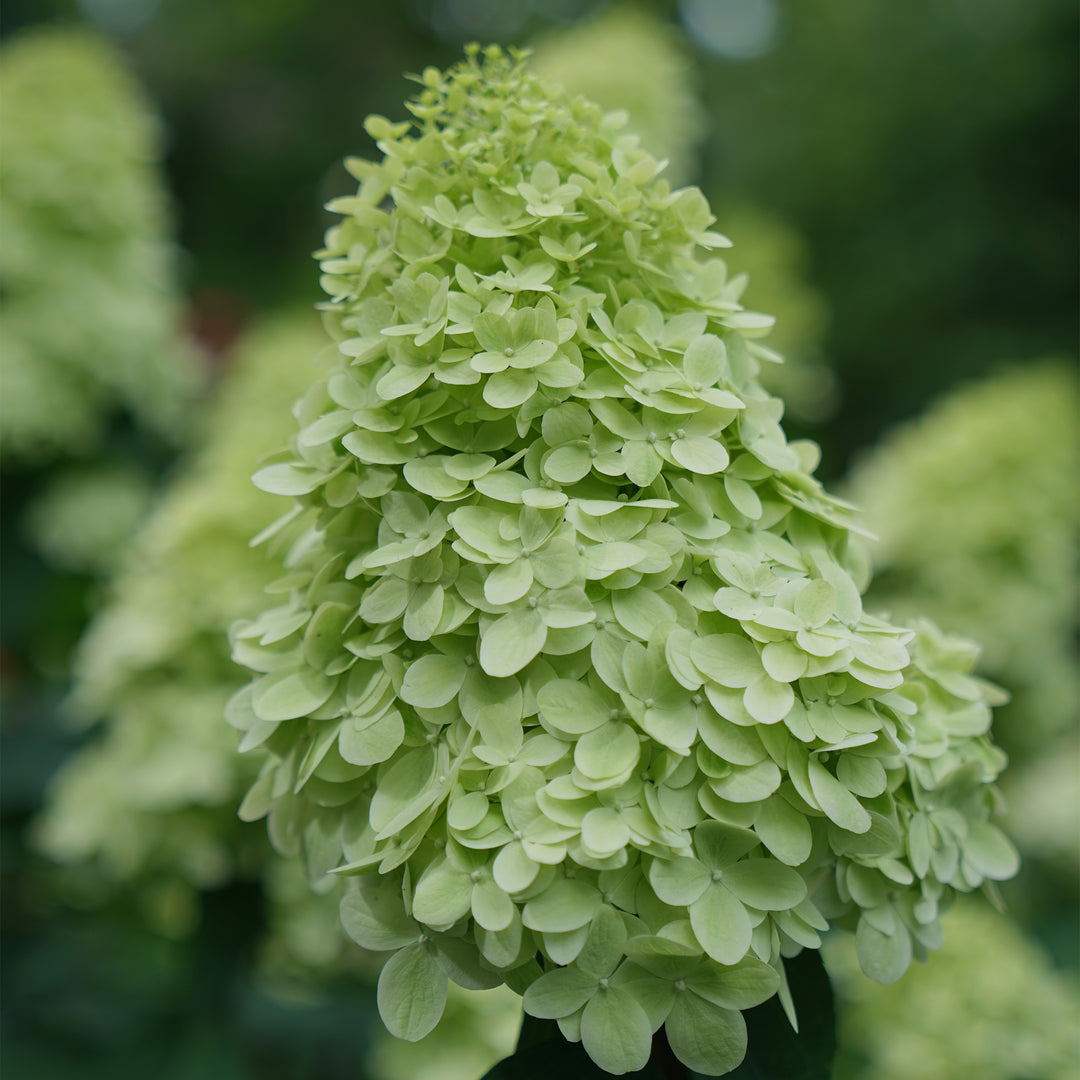 Limelight Prime® Panicle Hydrangea