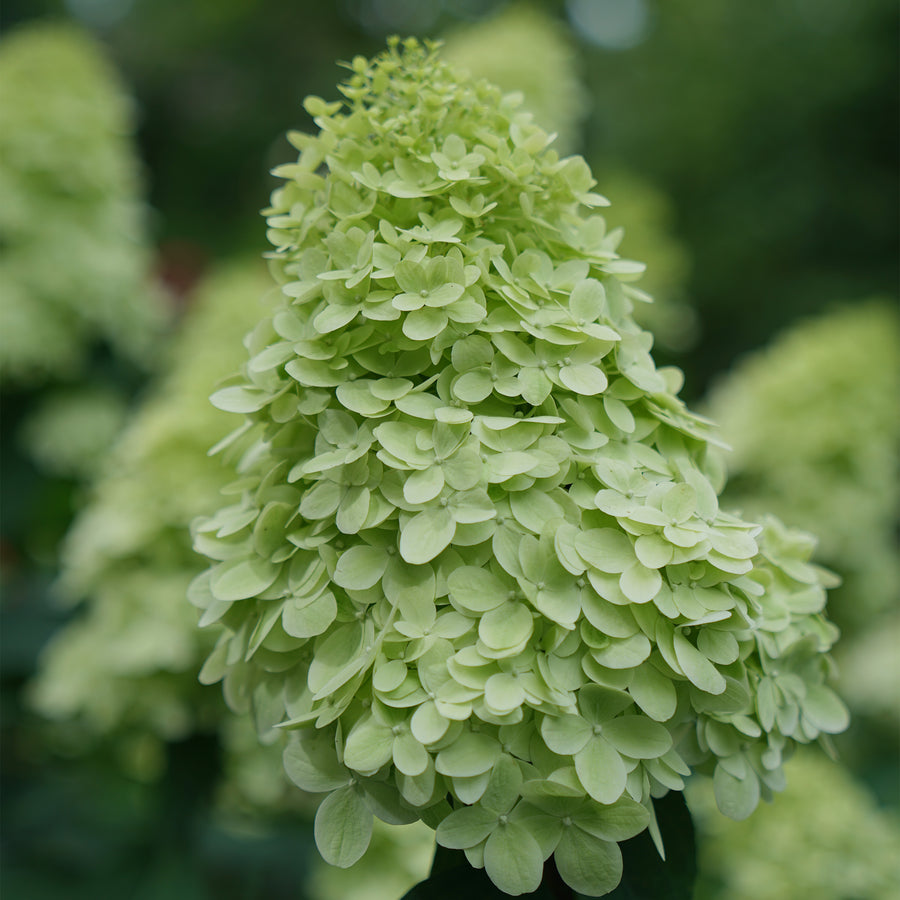 Limelight Prime® Panicle Hydrangea