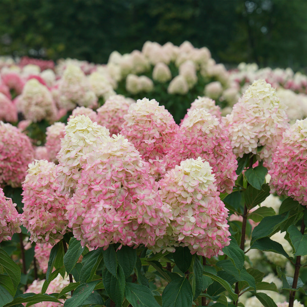Limelight Prime® Panicle Hydrangea