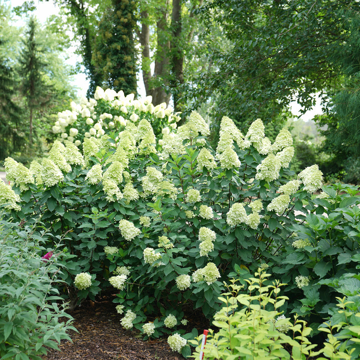 Limelight Prime® Panicle Hydrangea