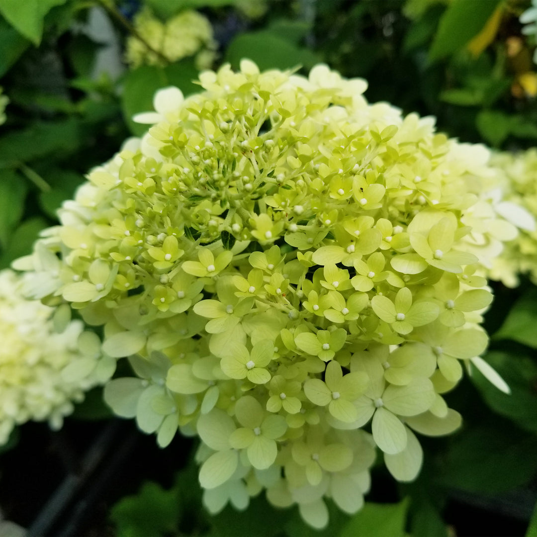 Limelight Prime® Panicle Hydrangea