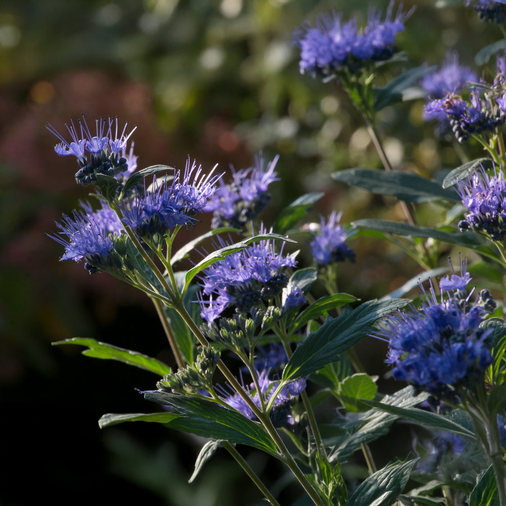 Beyond Midnight® Bluebeard