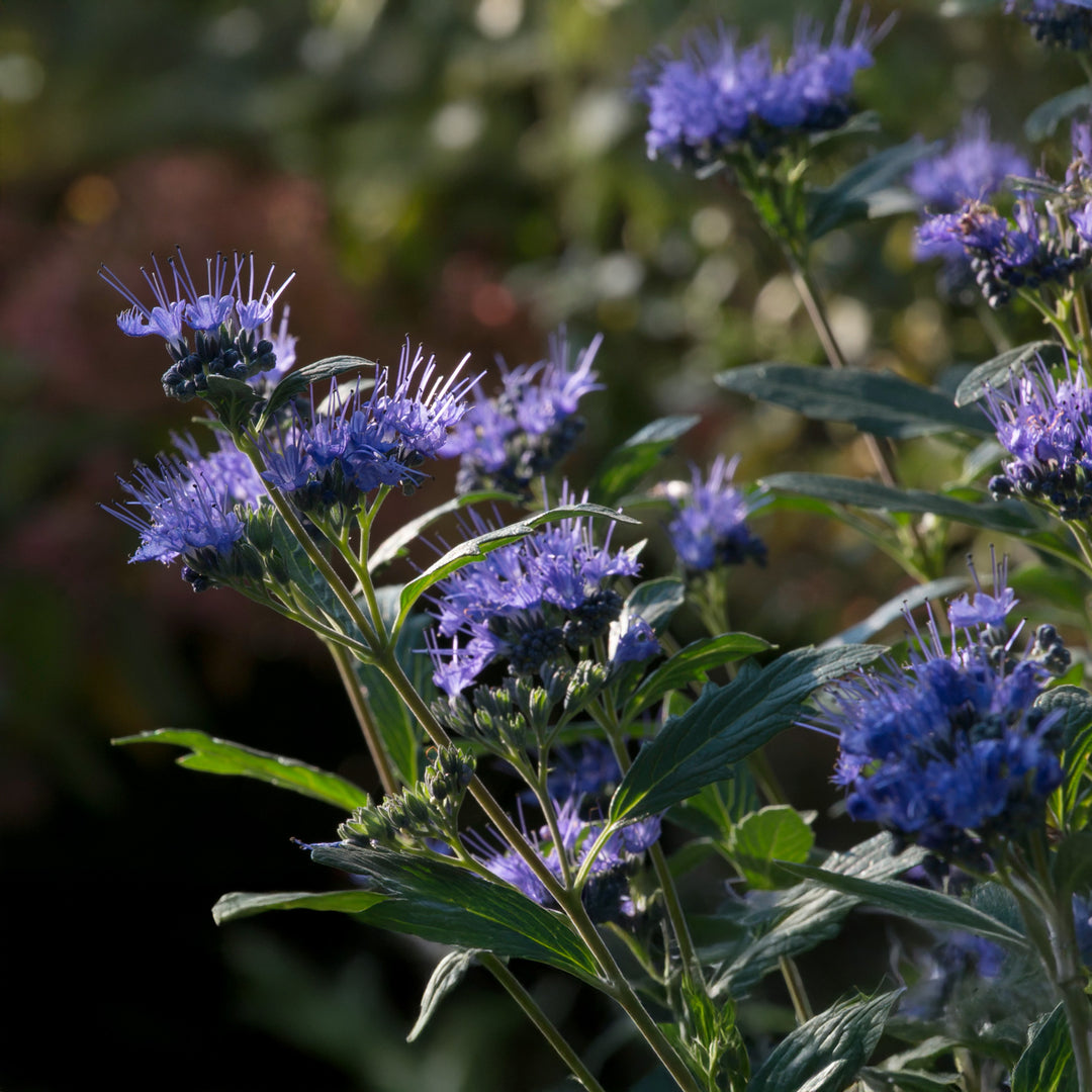 Beyond Midnight® Bluebeard