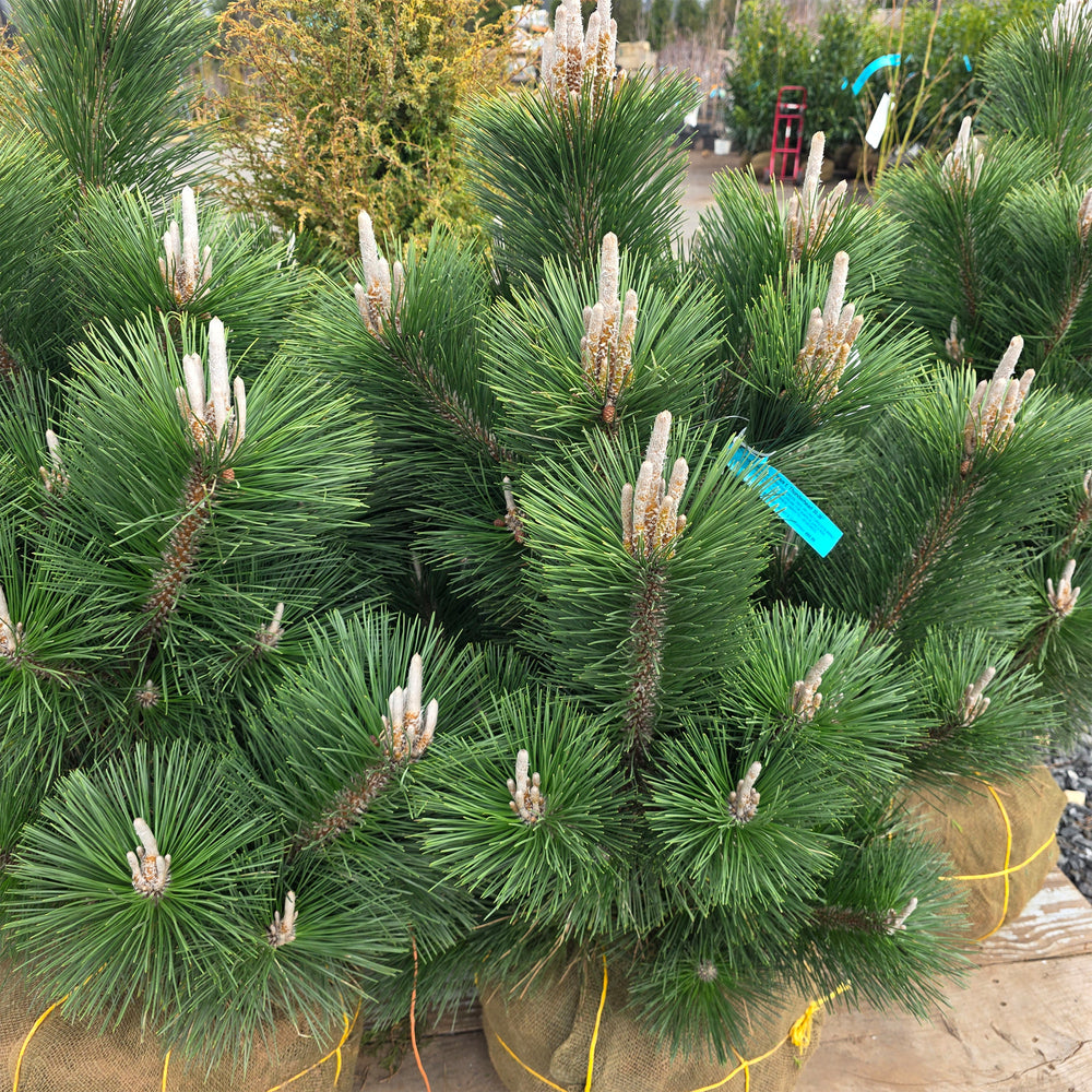 Thunderhead Japanese Black Pine