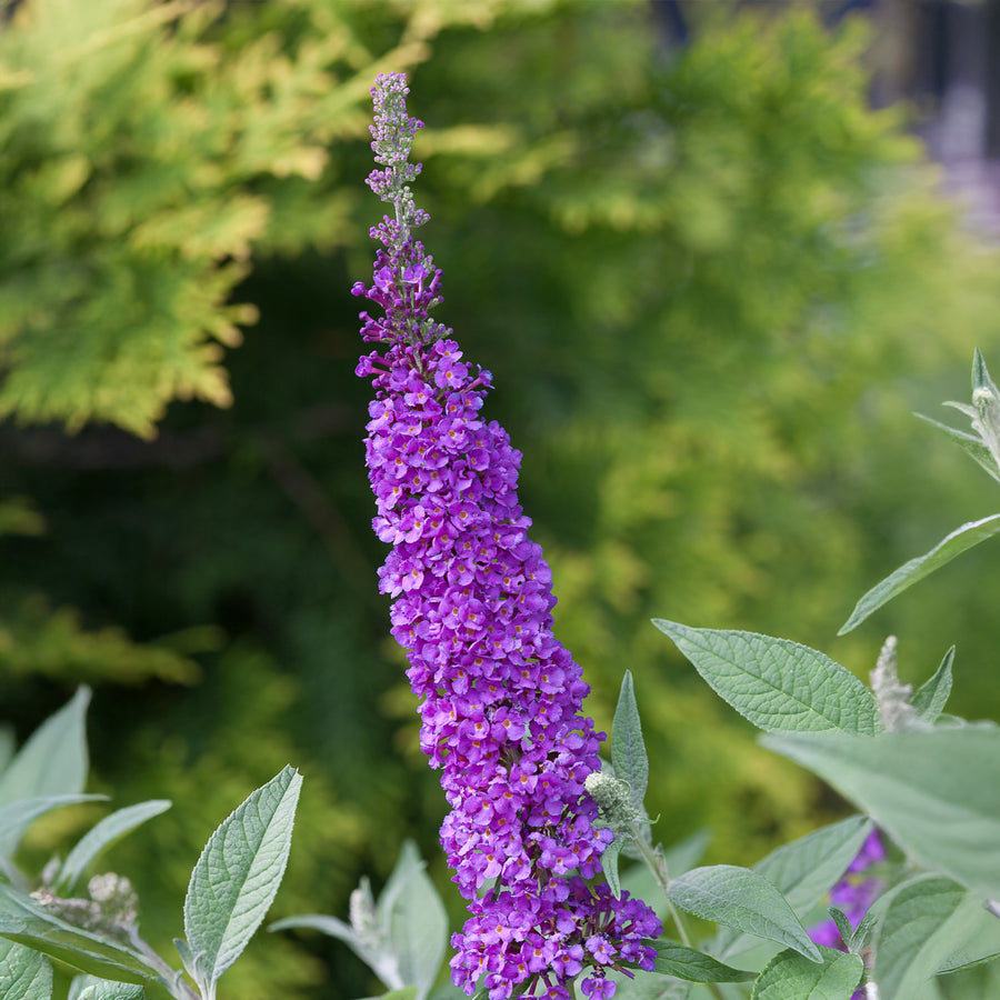 Miss Violet Butterfly Bush