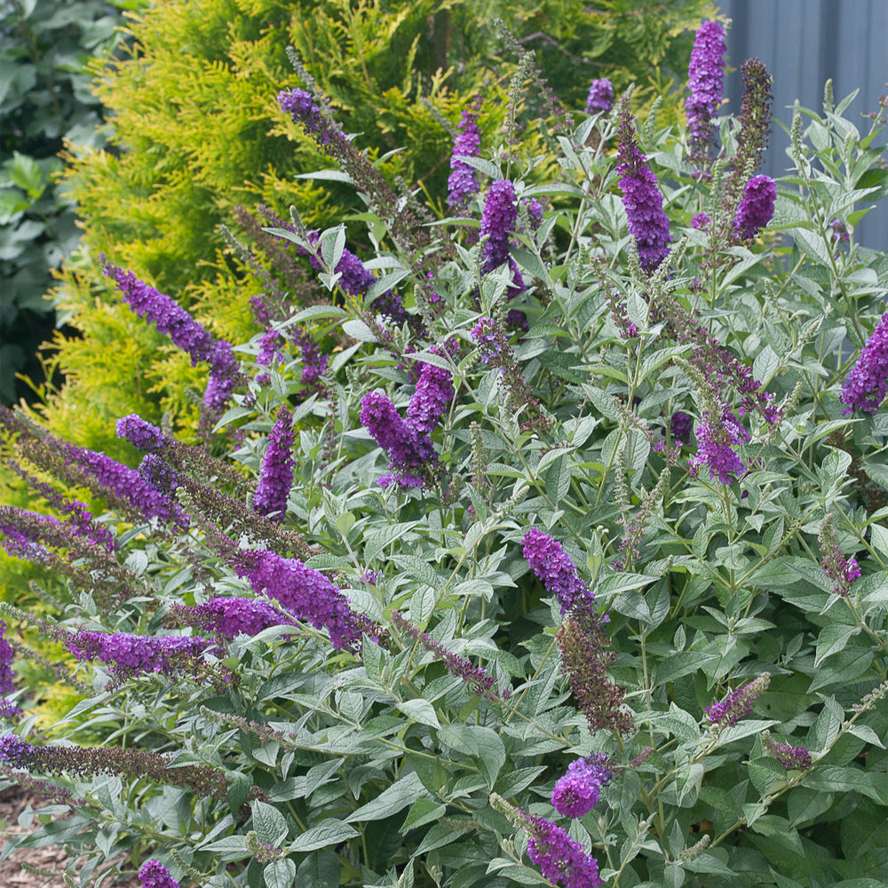 Miss Violet Butterfly Bush