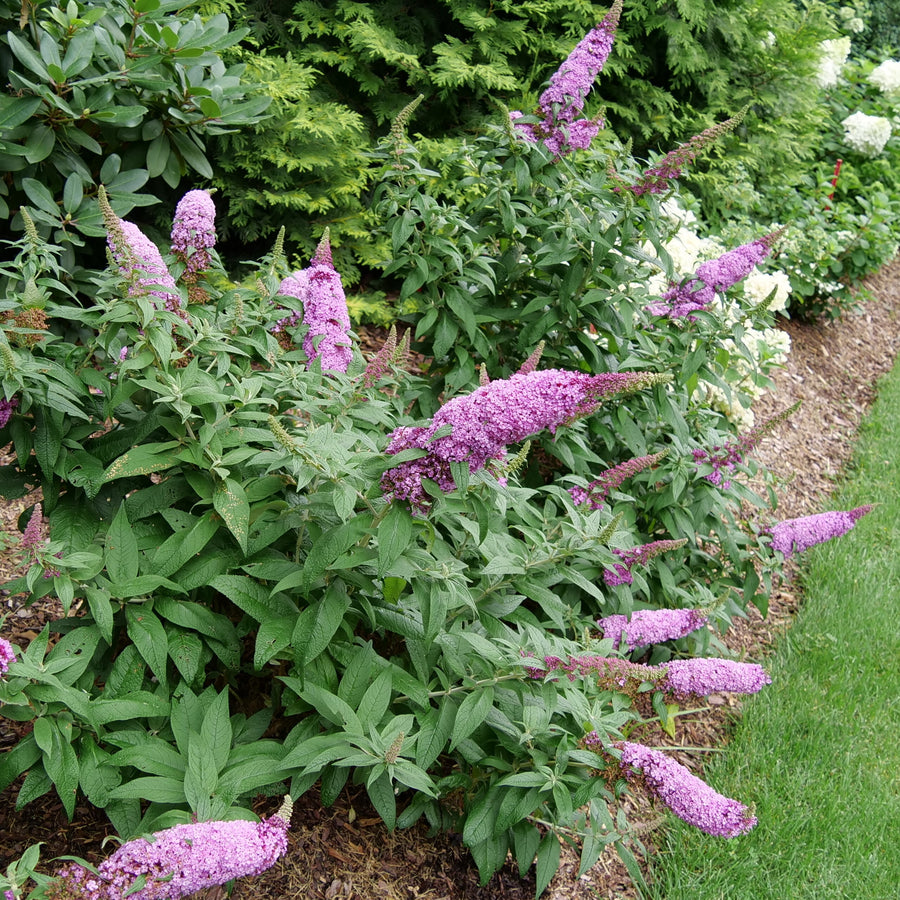 Pugster Pinker® Dwarf Butterfly Bush