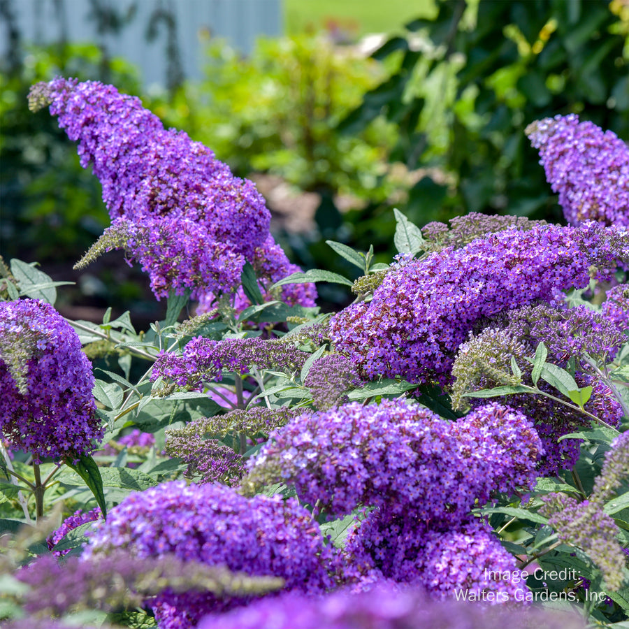 Violet Cascade Butterfly Bush
