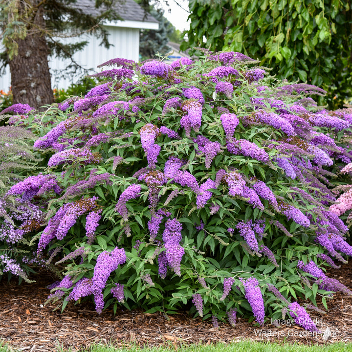 Violet Cascade Butterfly Bush