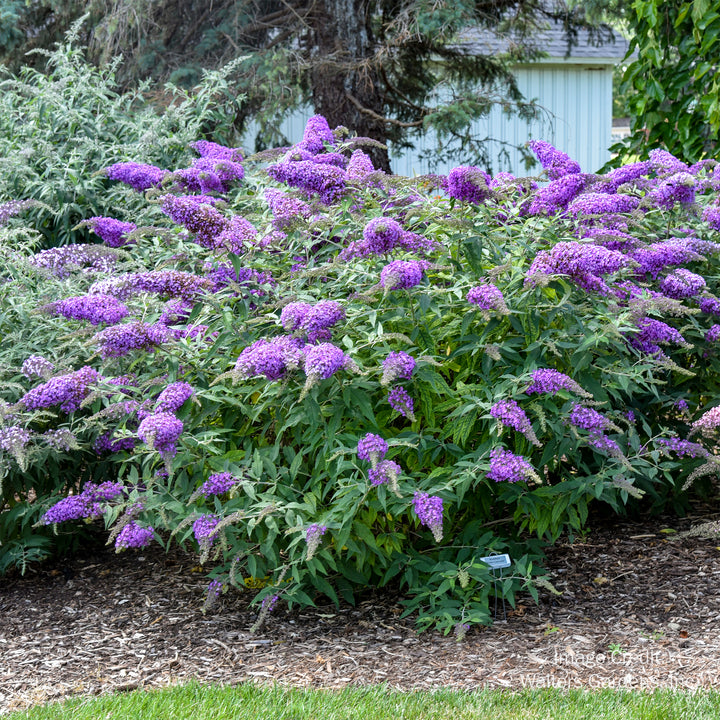 Violet Cascade Butterfly Bush