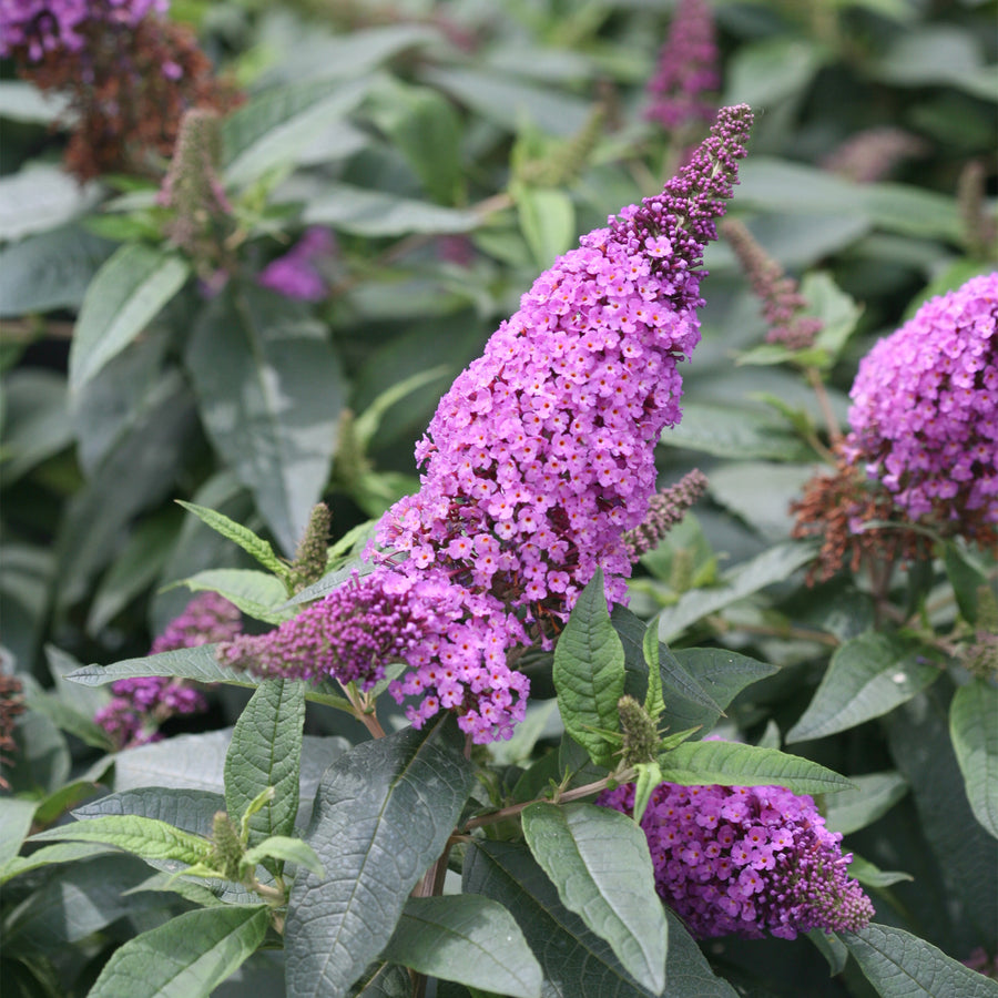 Pugster Periwinkle® Dwarf Butterfly Bush