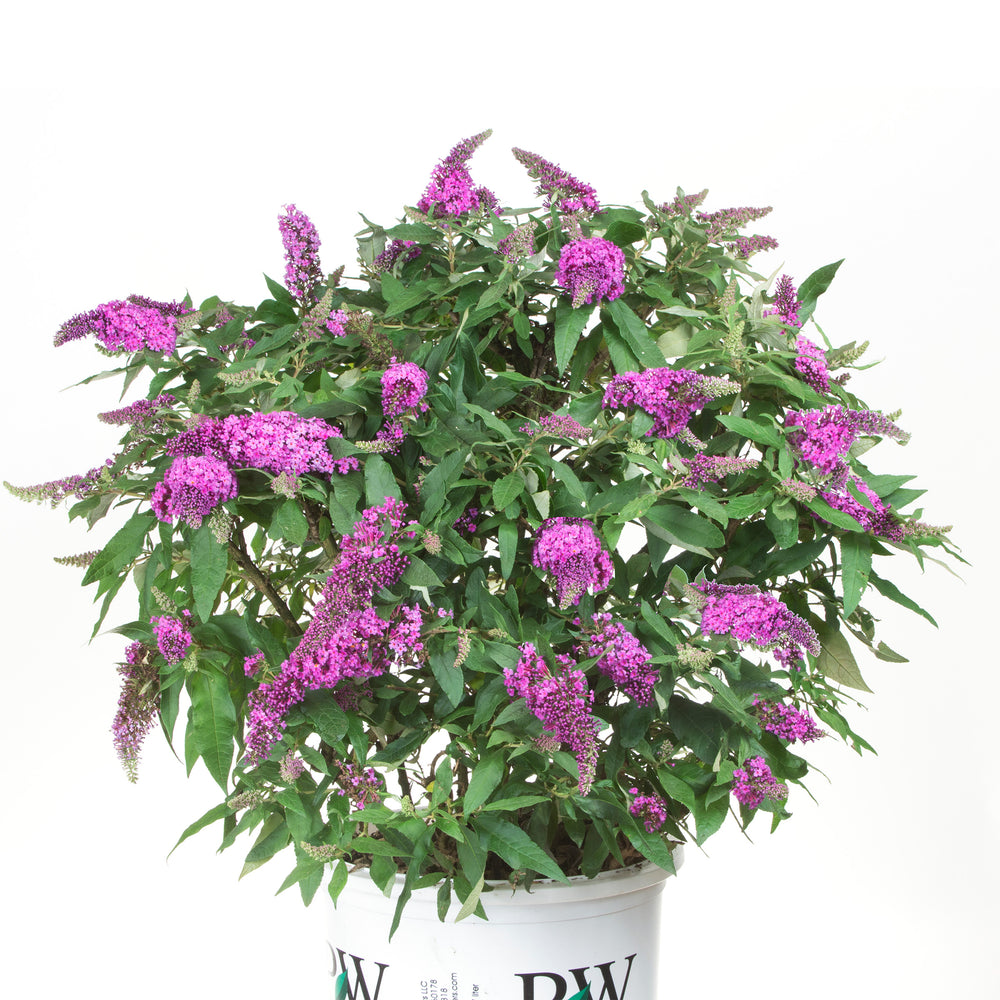 Pugster Periwinkle® Dwarf Butterfly Bush