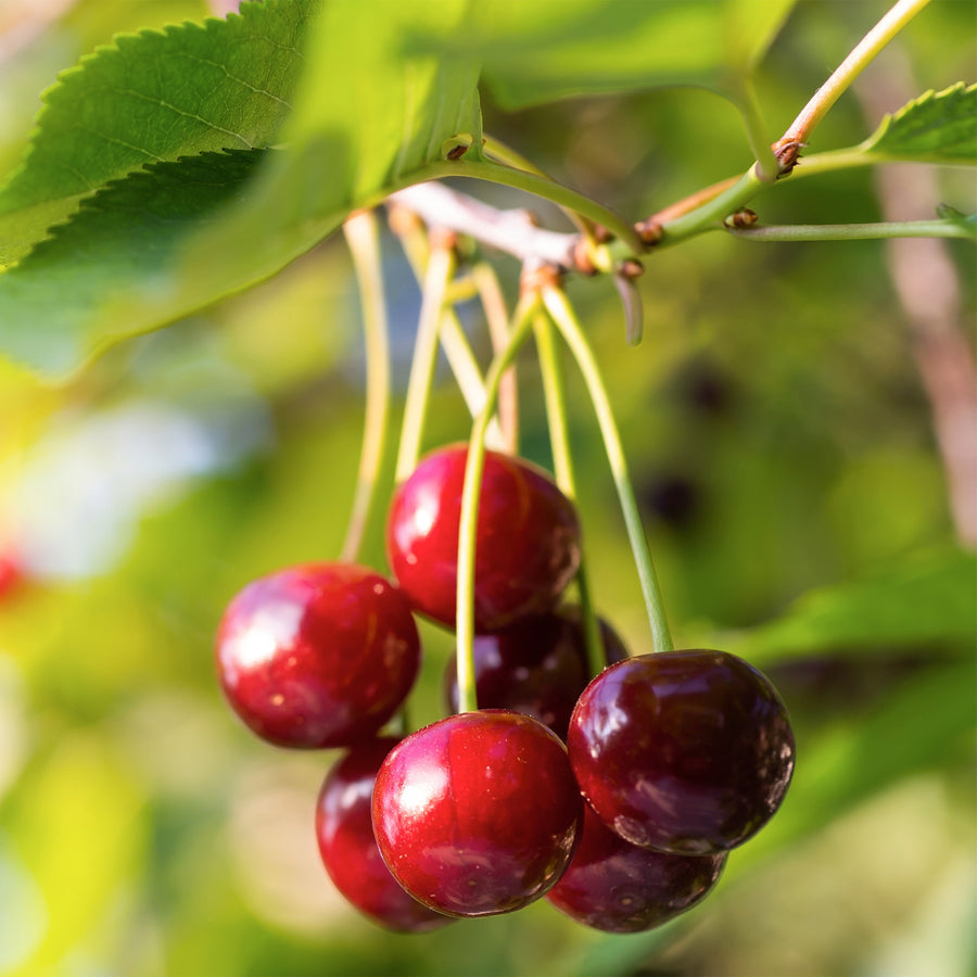 Romeo Bush Cherry