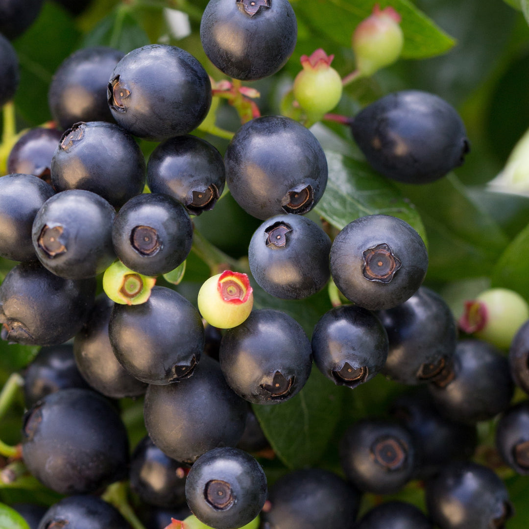 BerryBux® Blueberry