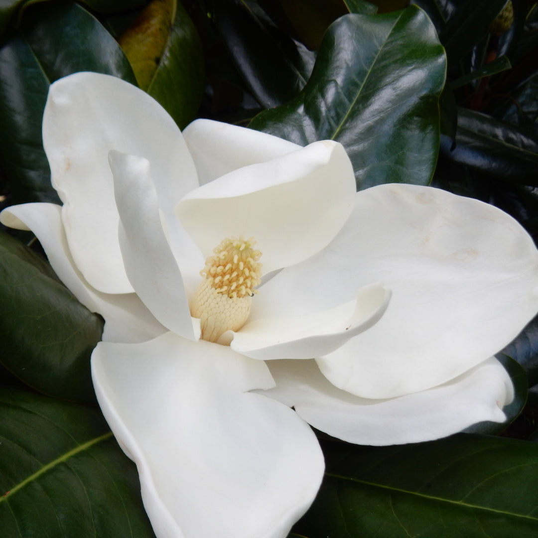 Edith Bogue Magnolia