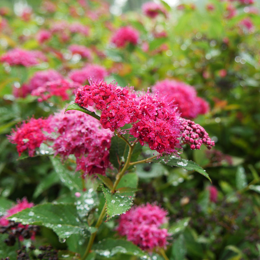 Double Play Doozie® Spirea