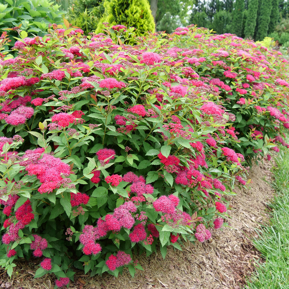 Double Play Doozie® Spirea