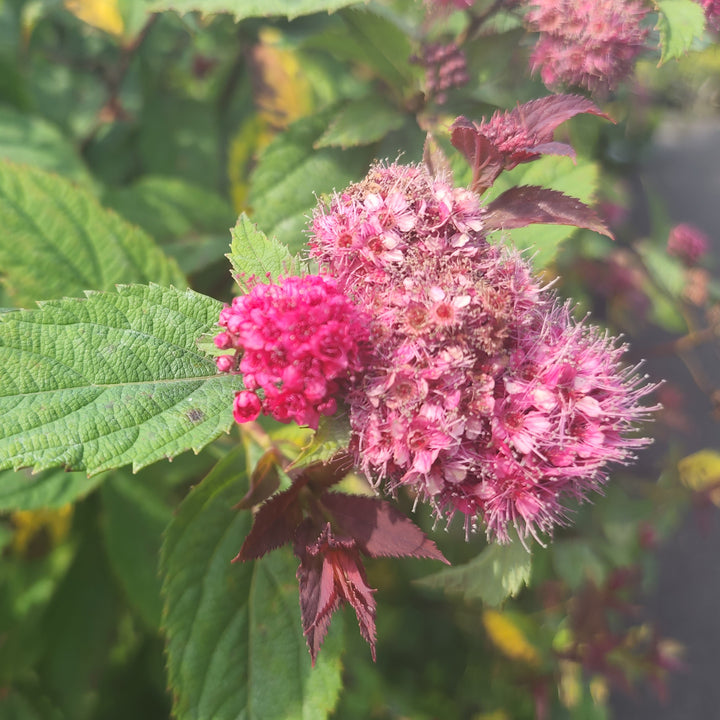 Double Play Doozie® Spirea
