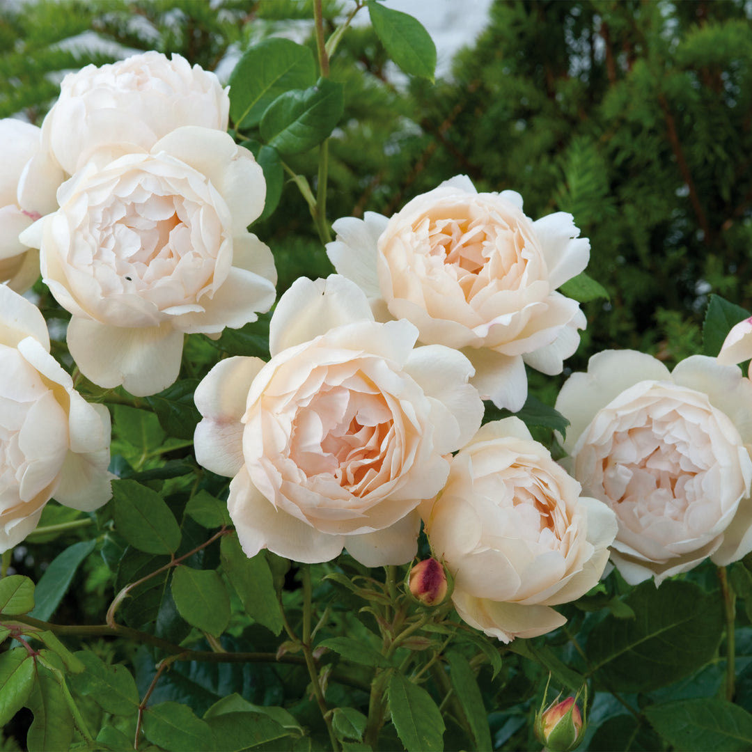 David Austin Wollerton Old Hall® Climbing Rose