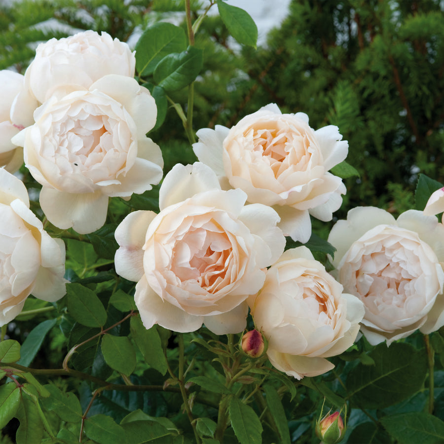 David Austin Wollerton Old Hall® Climbing Rose