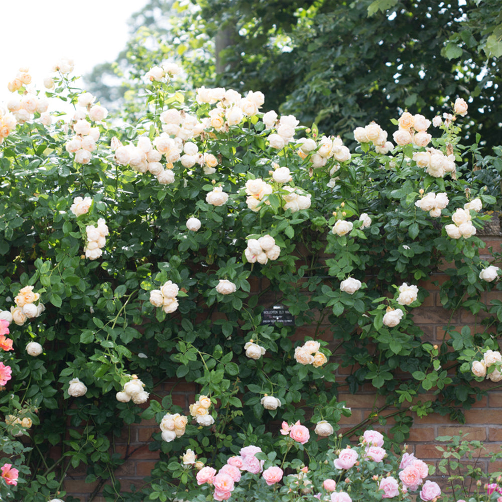 David Austin Wollerton Old Hall® Climbing Rose