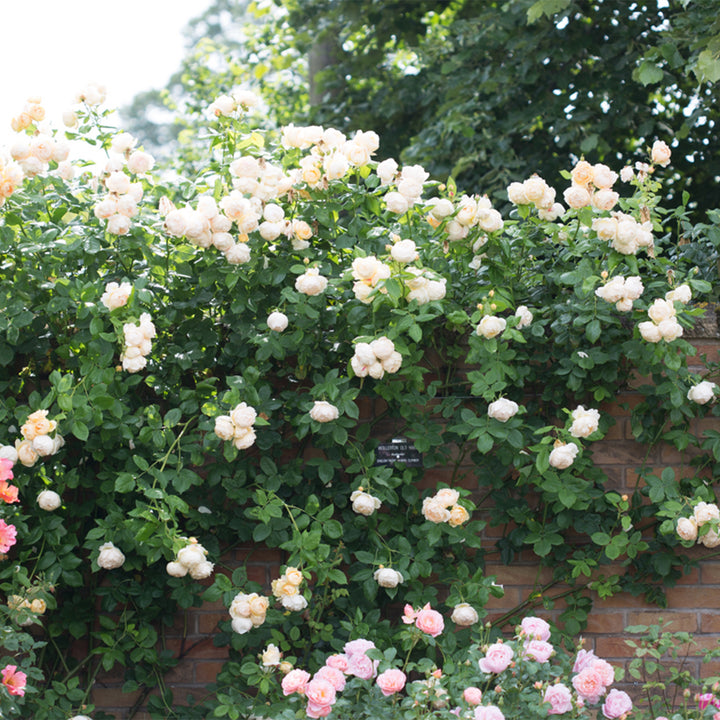 David Austin Wollerton Old Hall® Climbing Rose
