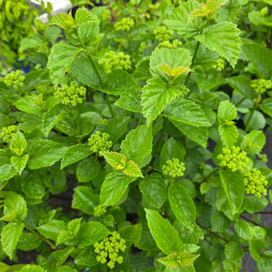 Chicago Lustre Viburnum