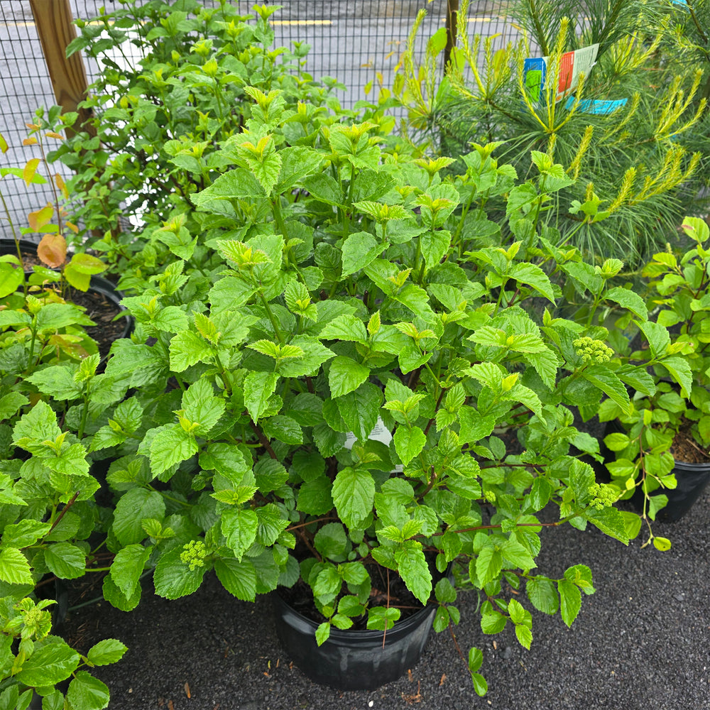 Chicago Lustre Viburnum