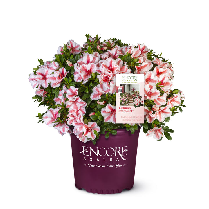 Autumn Starburst® Encore Azalea