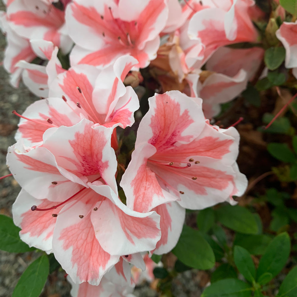 Autumn Starburst® Encore Azalea