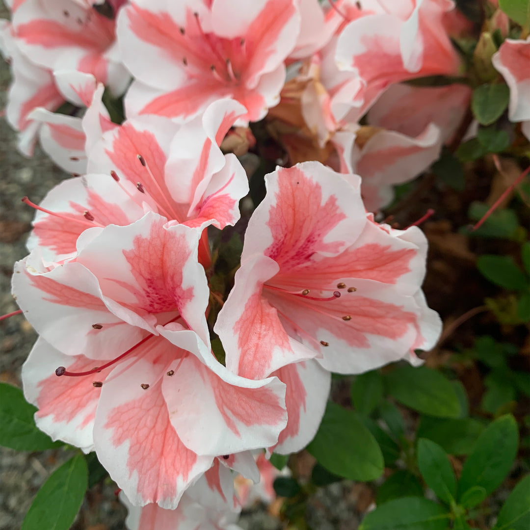 Autumn Starburst® Encore Azalea