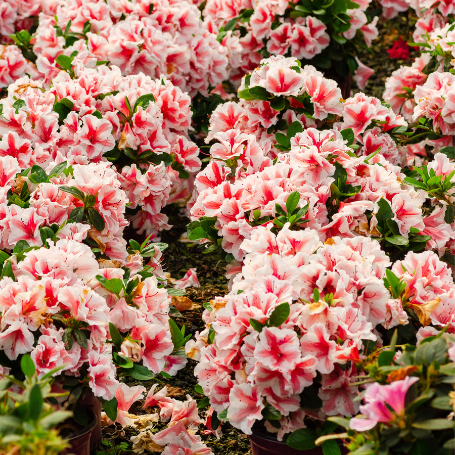 Autumn Starburst® Encore Azalea