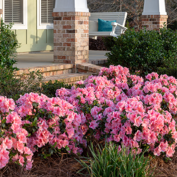 Autumn Starburst® Encore Azalea