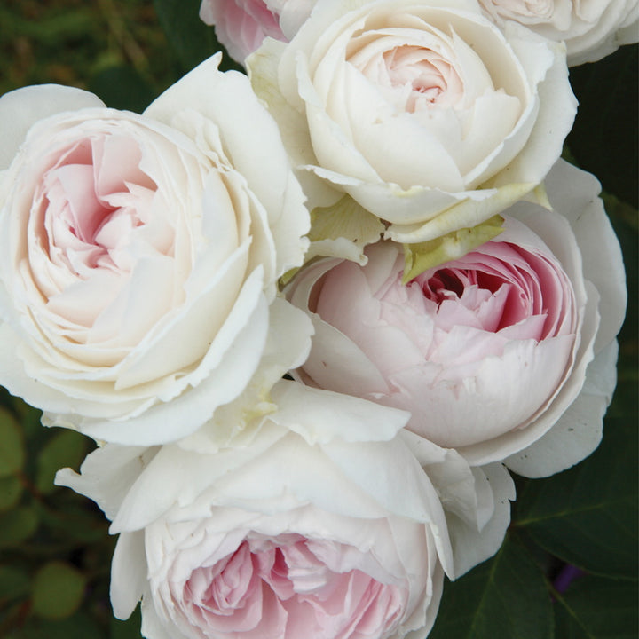 Parfuma® Earth Angel™ Rose