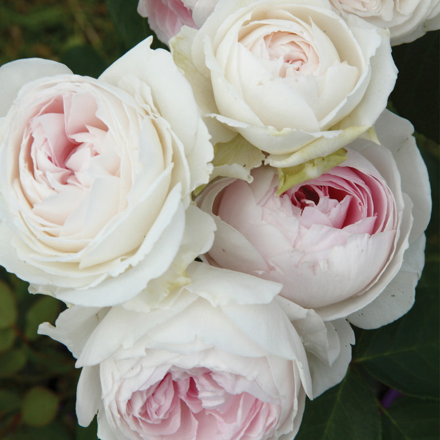 Parfuma® Earth Angel™ Rose