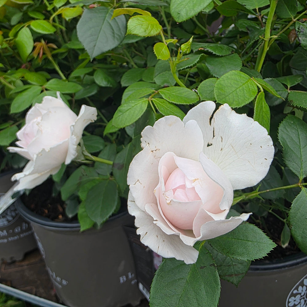 Parfuma® Earth Angel™ Rose