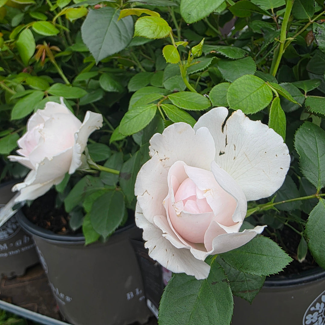 Parfuma® Earth Angel™ Rose