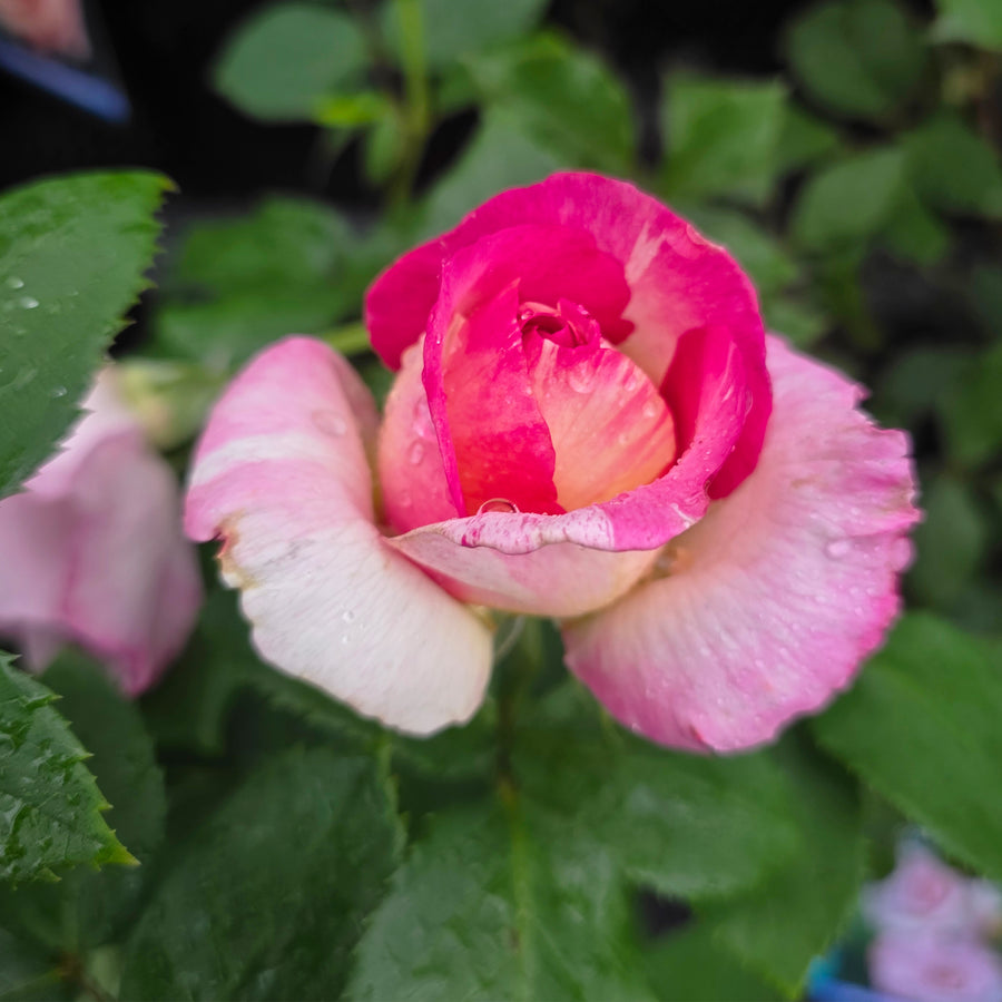 Marc Chagall™ Rose