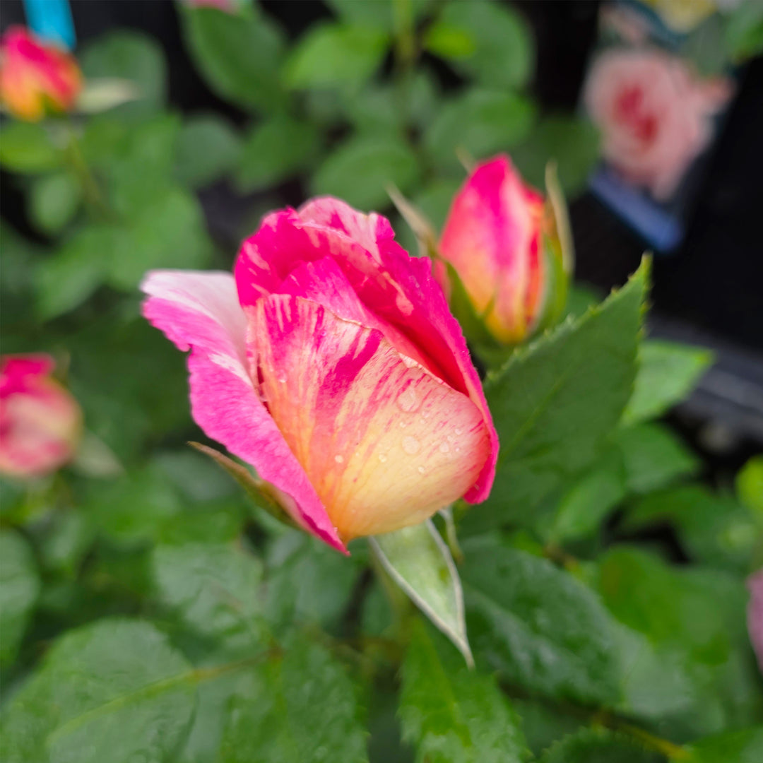 Marc Chagall™ Rose