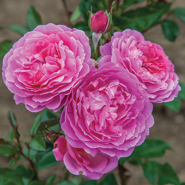 Orchid Romance™ Rose