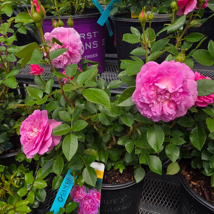 Orchid Romance™ Rose