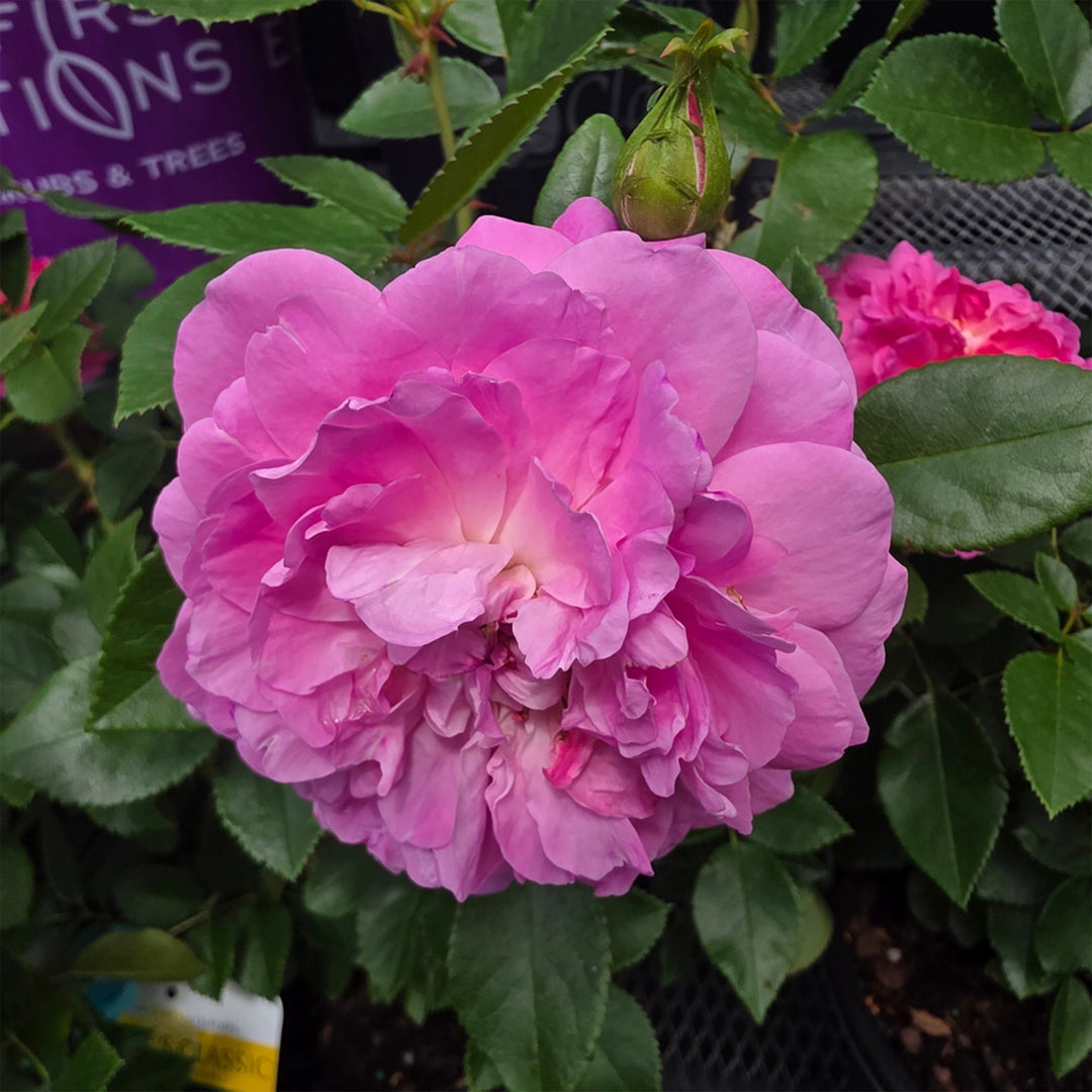 Orchid Romance™ Rose